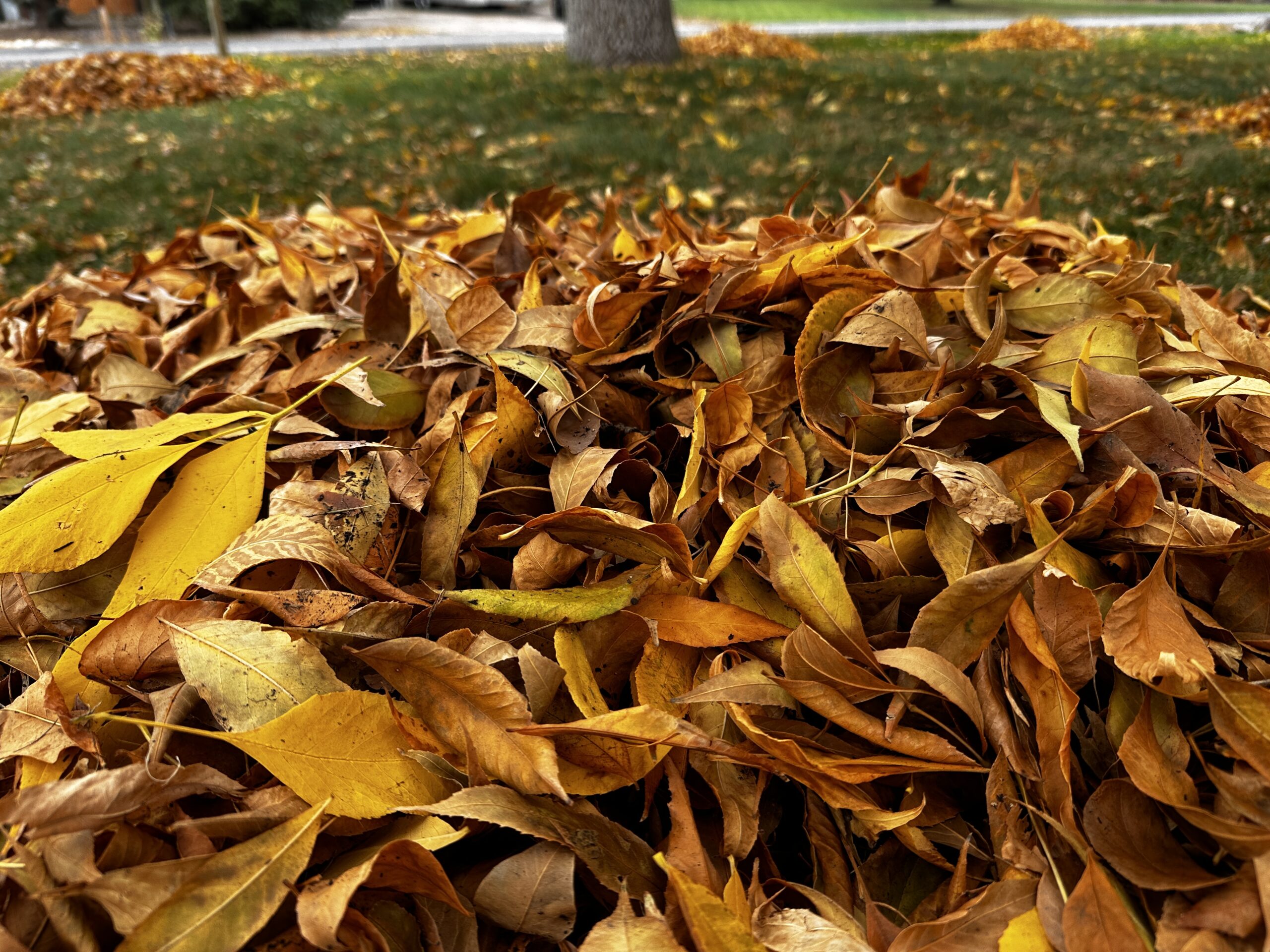 Lakewood Yard Waste Drop-off Event Series 2025